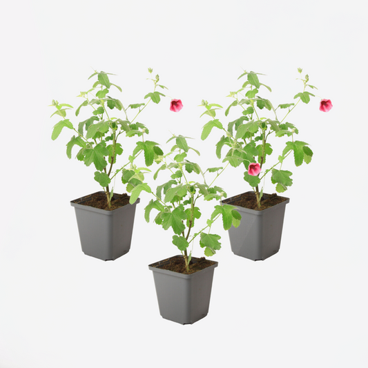 Florastore Afrikansk Malva - Set Om 3 - Anisodontea 'El Rayo' - Höjd 25-40Cm - ⌀9Cm