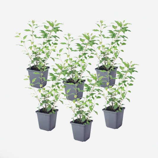 Florastore Solanum - Set Om 6 - Lycianthes Rantonnetii - Höjd 25-40Cm - ⌀9Cm
