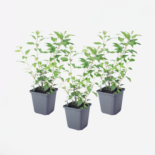 Florastore Solanum - Set Om 3 - Lycianthes Rantonnetii - Höjd 25-40Cm - ⌀9Cm