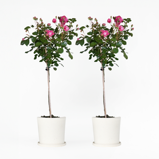 Florastore Ros På Stam - Set Om 2 - Rosa Palace 'Topkapi' - Höjd 80-100Cm - ⌀19Cm