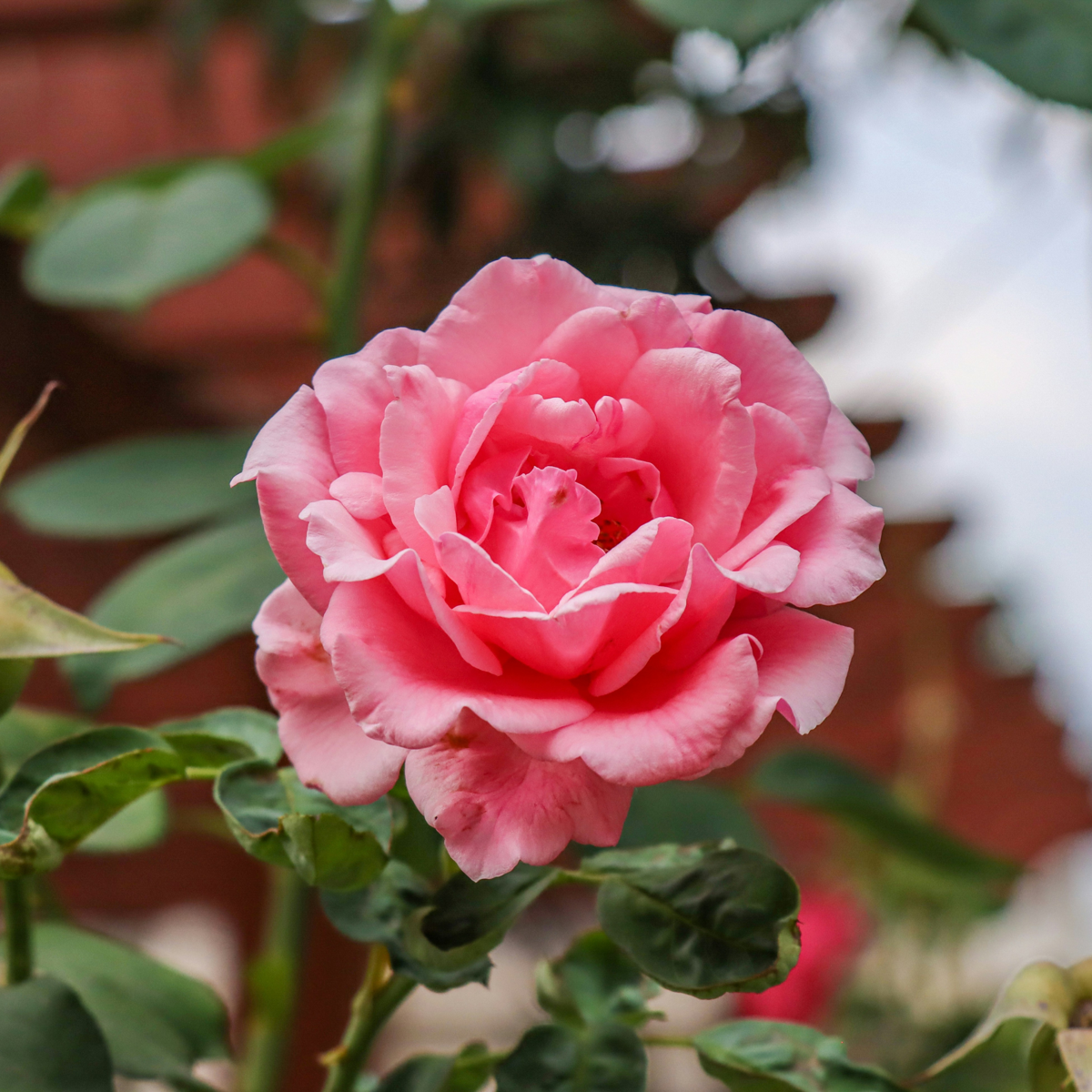 Roses Ros På Stam - Set Om 2 - Rosa Palace 'Topkapi' - Höjd 80-100Cm - ⌀19Cm