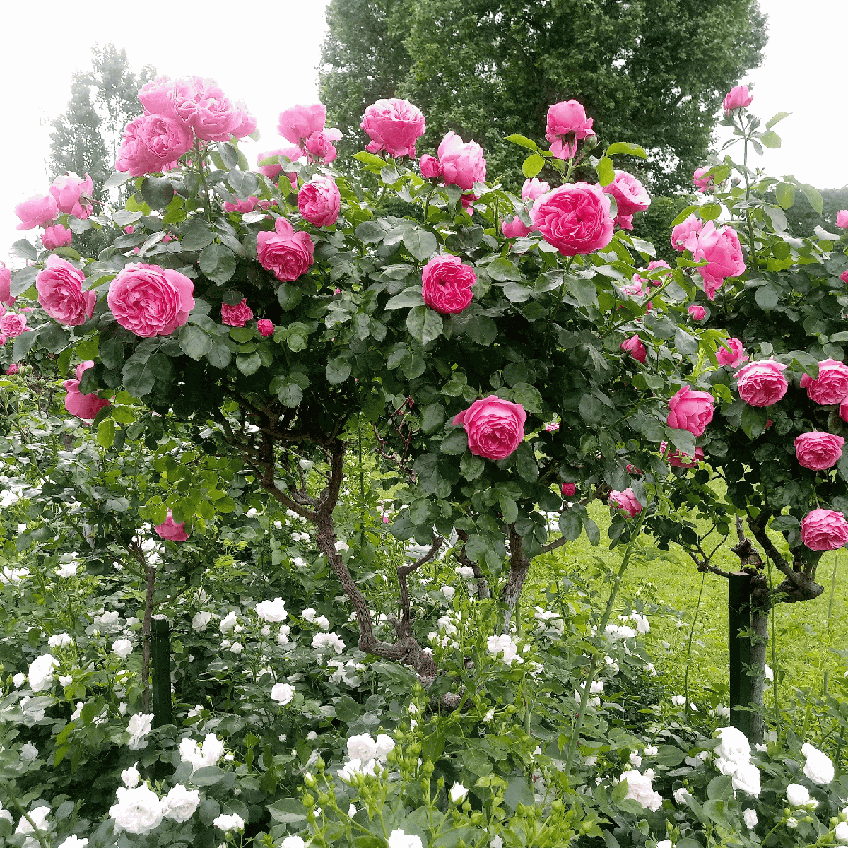 Roses Ros På Stam - Set Om 2 - Rosa Palace 'Topkapi' - Höjd 80-100Cm - ⌀19Cm