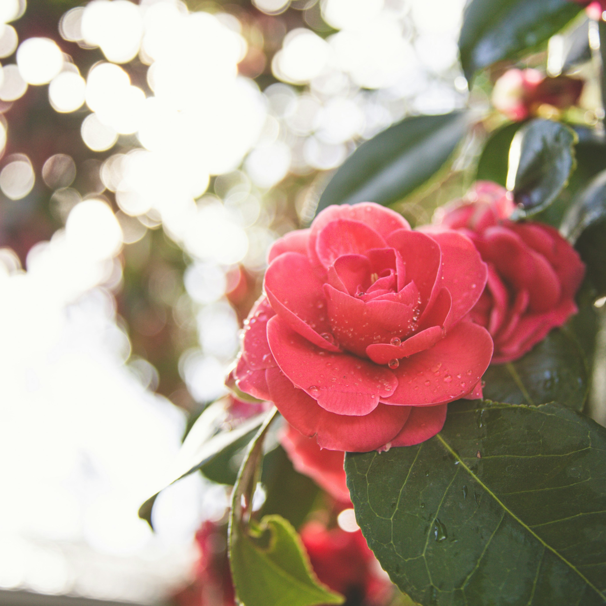 Roses Ros På Stam - Set Om 2 - Rosa Palace 'Topkapi' - Höjd 80-100Cm - ⌀19Cm