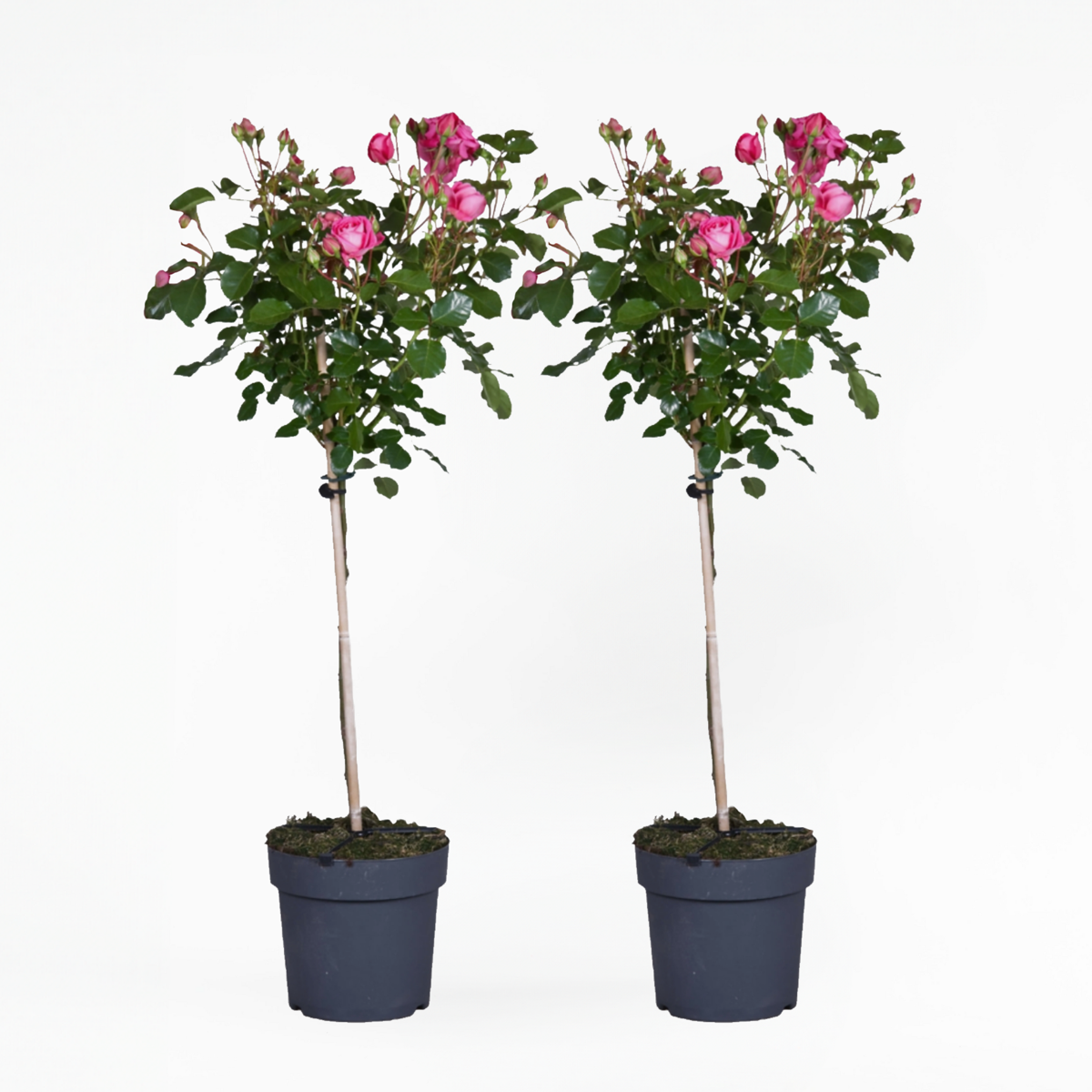 Roses Ros På Stam - Set Om 2 - Rosa Palace 'Topkapi' - Höjd 80-100Cm - ⌀19Cm