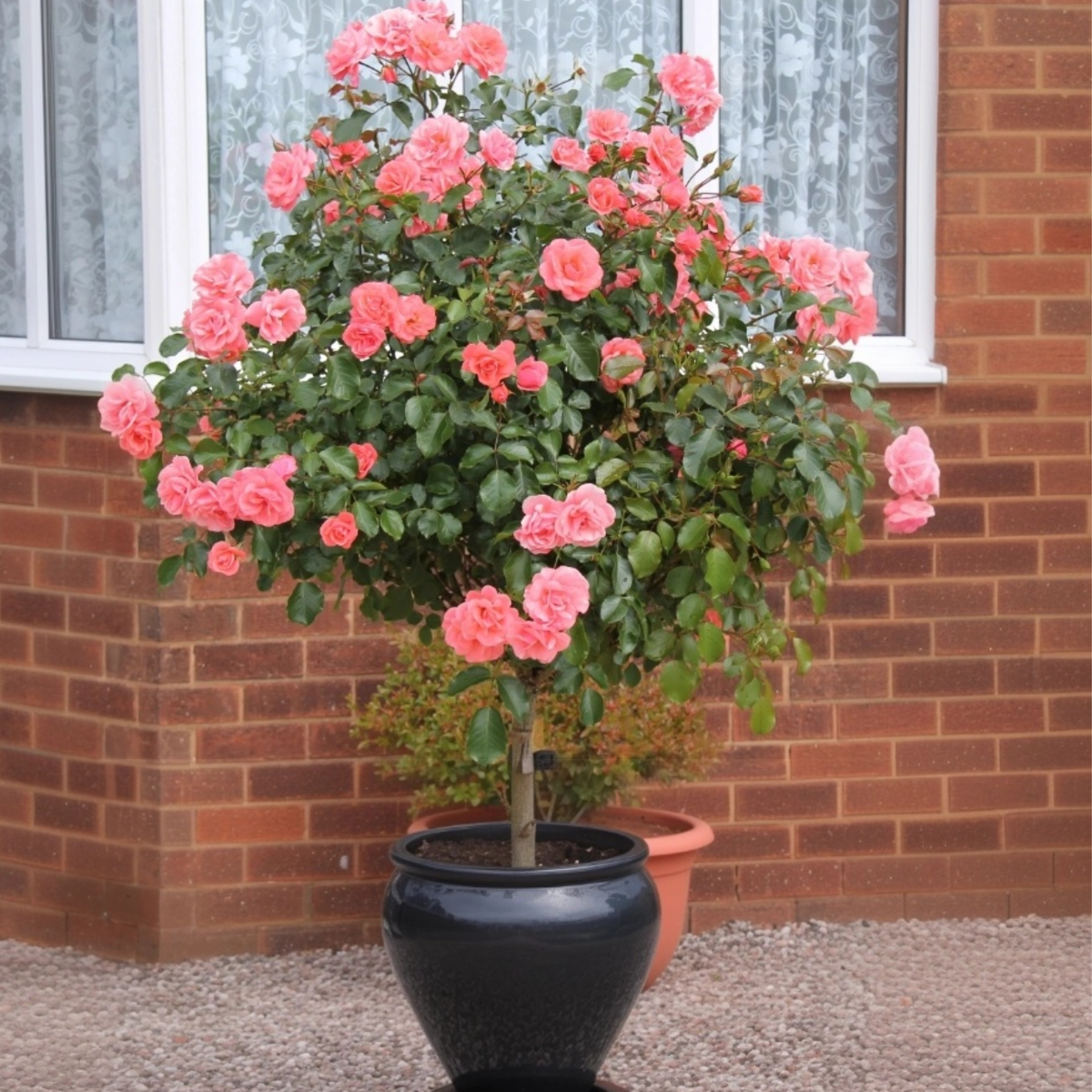 Roses Ros På Stam - Set Om 2 - Rosa Palace 'Topkapi' - Höjd 80-100Cm - ⌀19Cm