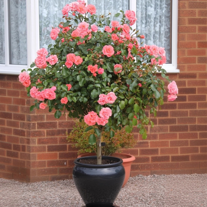 Roses Ros På Stam - Set Om 2 - Rosa Palace 'Topkapi' - Höjd 80-100Cm - ⌀19Cm