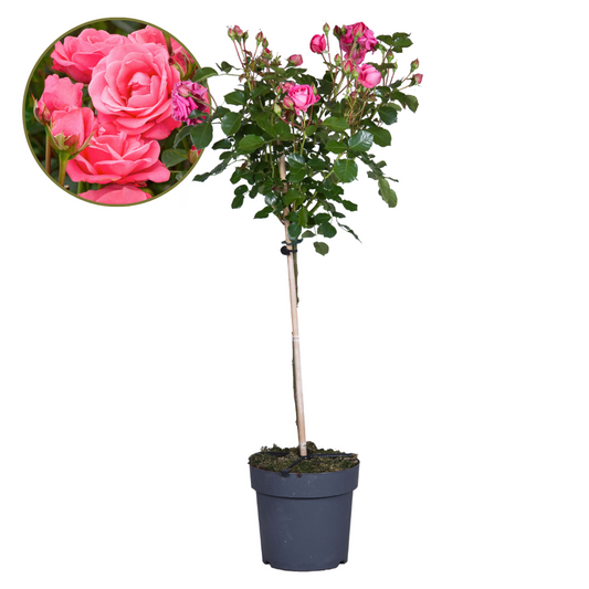Florastore Ros På Stam - Rosa Palace 'Topkapi' - Höjd 80-100Cm - ⌀19Cm
