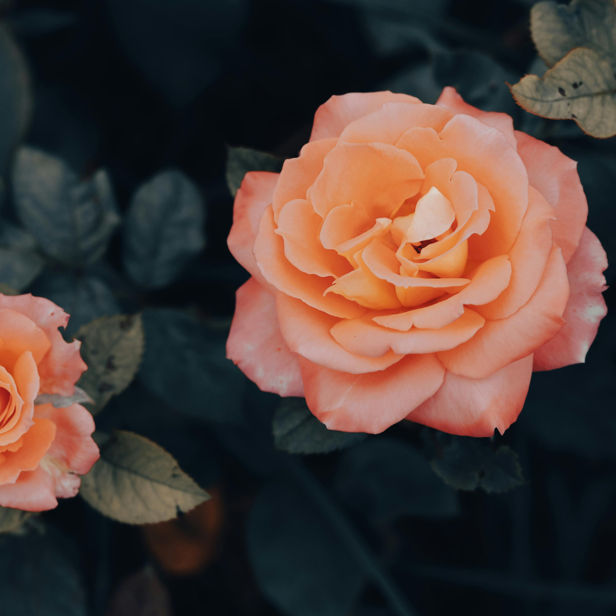 Roses Ros På Stam - Set Om 2 - Rosa Palace 'Catherine' - Höjd 80-100Cm - ⌀19Cm