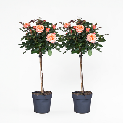 Roses Ros På Stam - Set Om 2 - Rosa Palace 'Catherine' - Höjd 80-100Cm - ⌀19Cm