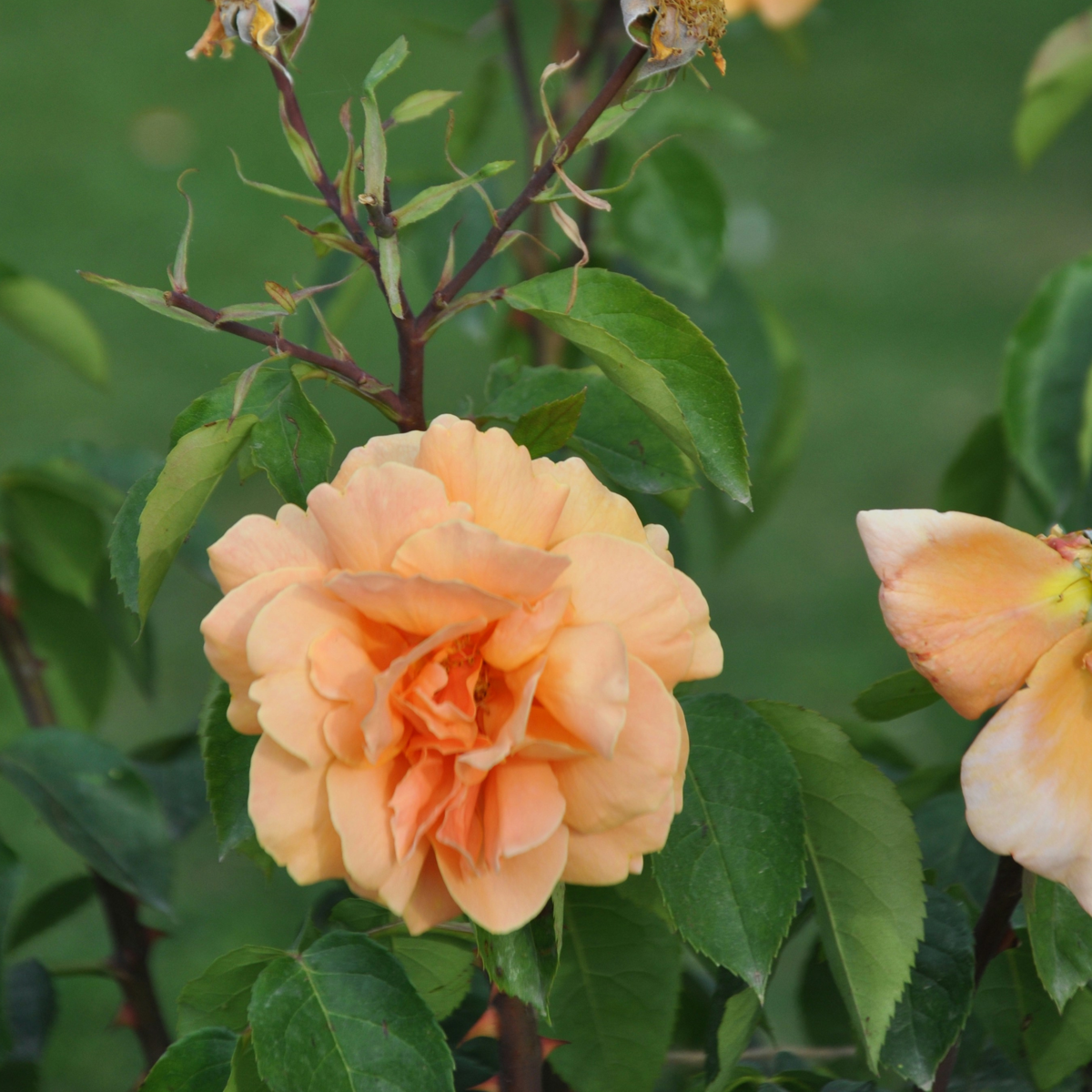 Roses Ros På Stam - Set Om 2 - Rosa Palace 'Catherine' - Höjd 80-100Cm - ⌀19Cm