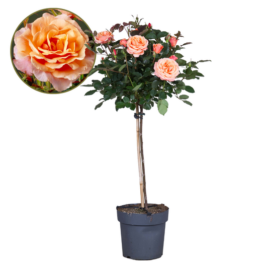 Florastore Ros På Stam - Rosa Palace 'Catherine' - Höjd 80-100Cm - ⌀19Cm