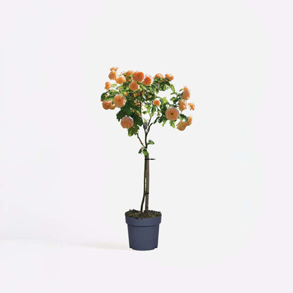 Roses Ros På Stam - Rosa Palace 'Catherine' - Höjd 80-100Cm - ⌀19Cm