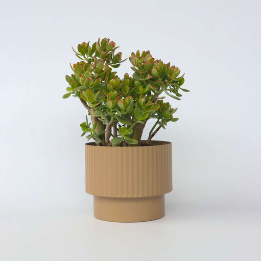 Florastore Paradisträd - Crassula Ovata 'Sunset' - Höjd 55-60Cm - ⌀30Cm