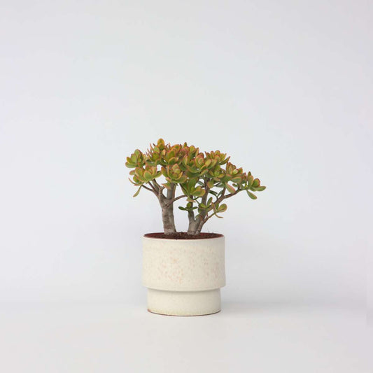 Florastore Paradisträd - Crassula Ovata 'Sunset' - Höjd 30-35Cm - ⌀17Cm