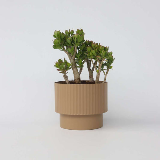 Florastore Paradisträd - Crassula Ovata 'Minor' - Höjd 60-65Cm - ⌀30Cm