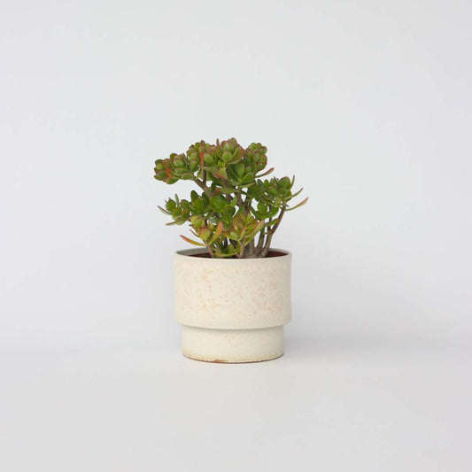 Florastore Paradisträd - Crassula Ovata 'Minor' - Höjd 45-50Cm - ⌀23Cm