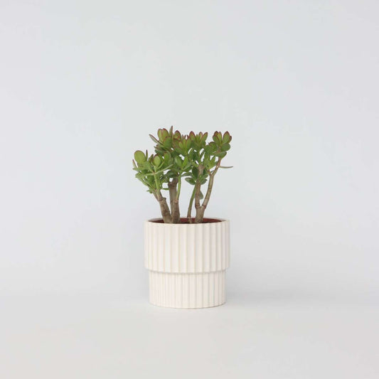 Florastore Paradisträd - Crassula Ovata 'Minor' - Höjd 30-35Cm - ⌀17Cm