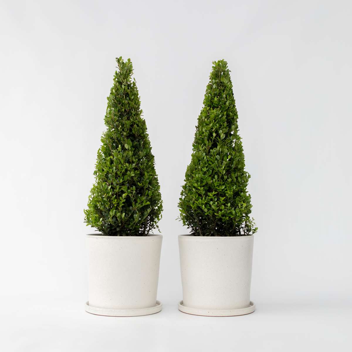 Florastore Japansk Järnek - Set Om 2 - Ilex Crenata 'Jenny' - Höjd 55-65Cm - ⌀21Cm