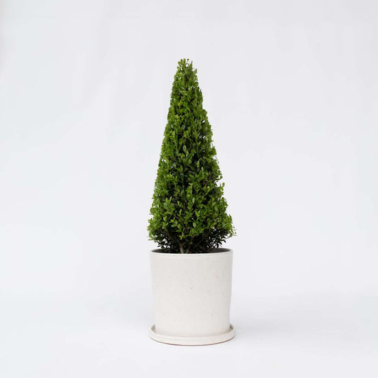 Florastore Japansk Järnek - Ilex Crenata 'Jenny' - Höjd 55-65Cm - ⌀21Cm