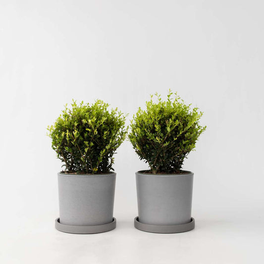 Florastore Japansk Järnek - Ilex Crenata 'Jenny' - Höjd 30-40Cm - ⌀17Cm