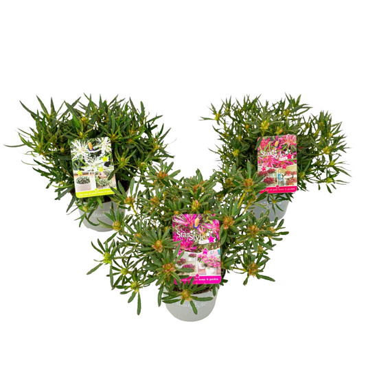 Florastore Azaleor - Set Om 6 - Rhododendron Azalea 'Starstyle' - Höjd 25-35Cm - ⌀10,5Cm
