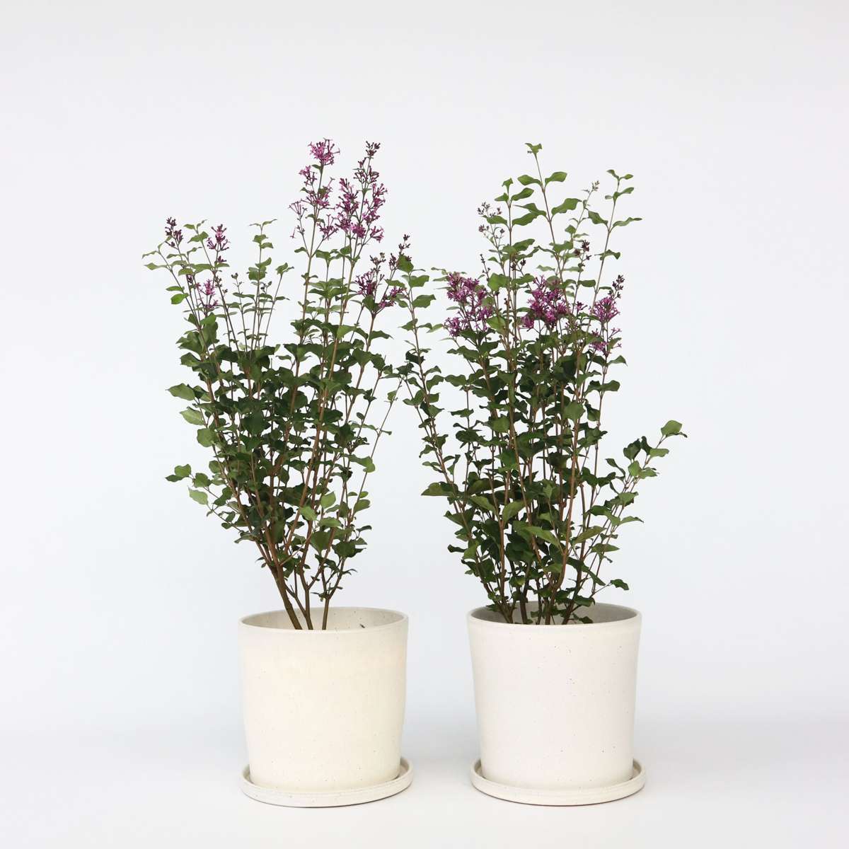 Florastore Syren - Set Om 2 - Syringa 'Bloomerang' - Höjd 55-65Cm - ⌀19Cm