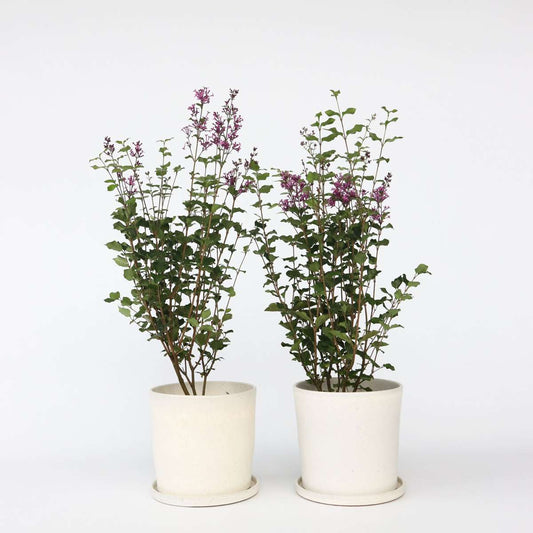 Florastore Syren - Set Om 2 - Syringa 'Bloomerang' - Höjd 55-65Cm - ⌀19Cm