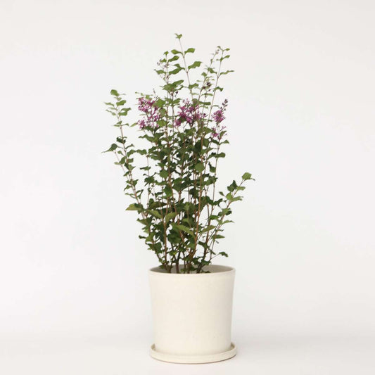 Florastore Syren - Syringa 'Bloomerang' - Höjd 55-65Cm - ⌀19Cm