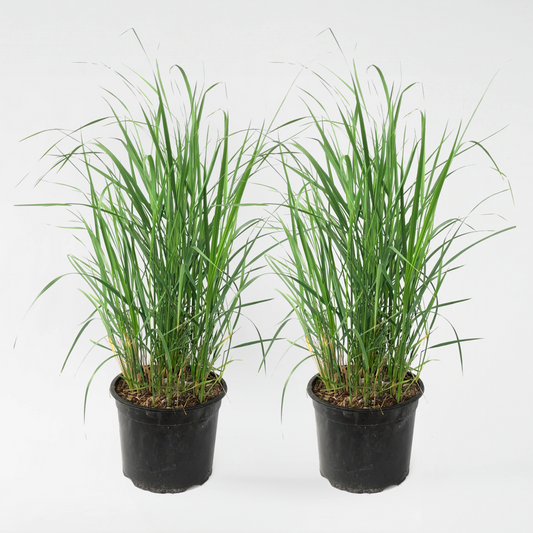 Florastore Rörgräs - Set Om 2 - Calamagrostis 'Karl Foerster' - Höjd 40-60Cm - ⌀23Cm