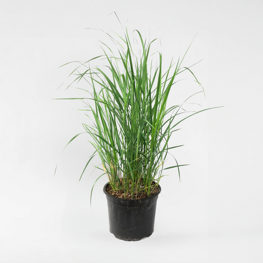 Florastore Rörgräs - Calamagrostis 'Karl Foerster' - Höjd 40-60Cm - ⌀23Cm