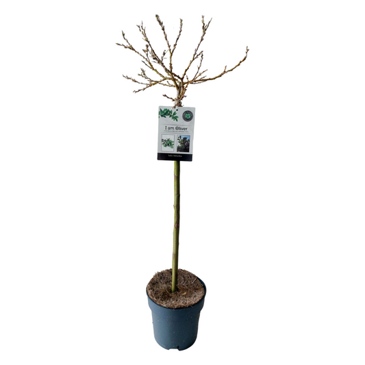 Florastore Japansk Dvärgpil - Salix Helvetica - Höjd 80-90Cm - ⌀19Cm