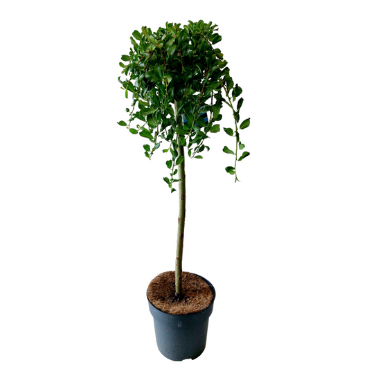 Florastore Japansk Dvärgpil - Salix Arbuscula - Höjd 80-90Cm - ⌀19Cm