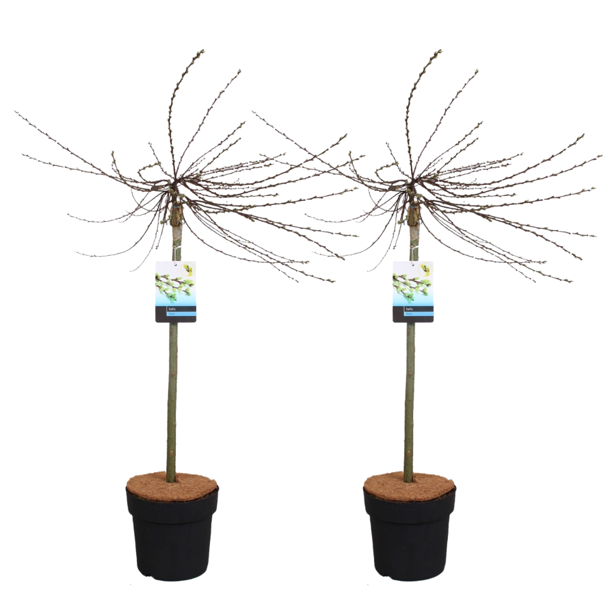 Florastore Japansk Dvärgpil - Set Om 2 - Salix Repens 'Iona' - Höjd 80-90Cm - ⌀19Cm