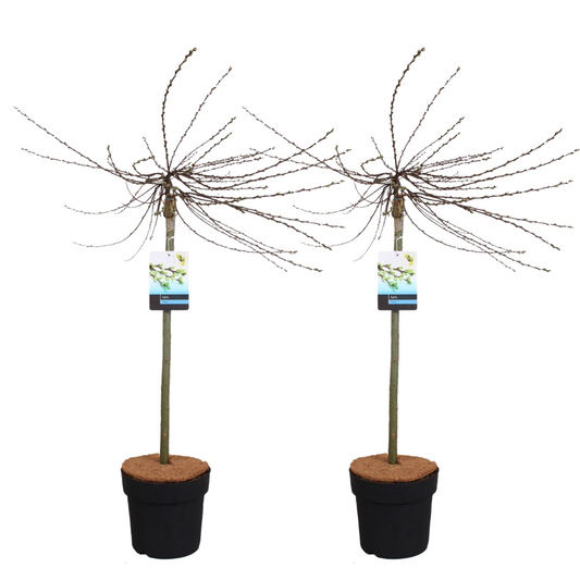 Florastore Japansk Dvärgpil - Set Om 2 - Salix Repens 'Iona' - Höjd 80-90Cm - ⌀19Cm
