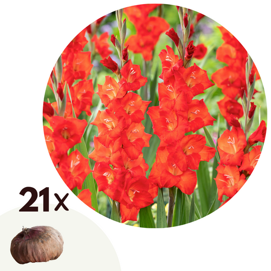 Florastore Gladioluslökar - Set Om 21 - Gladiolus 'Glamini Patty' - Blomlökar - Röd