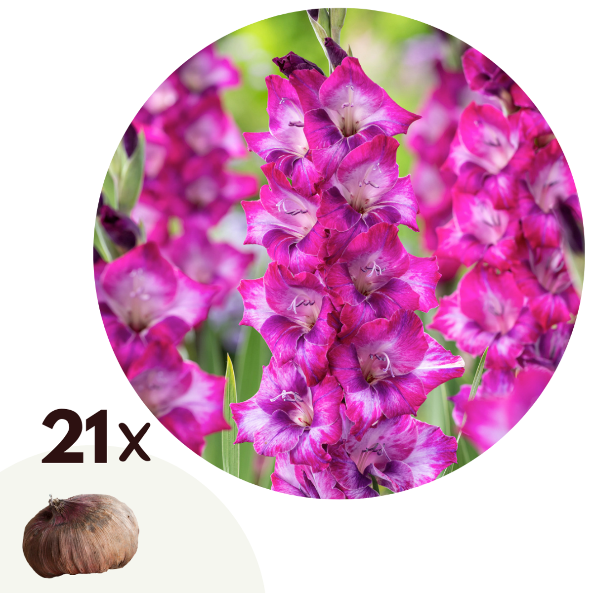 Florastore Gladioluslökar - Set Om 21 - Gladiolus 'Glamini Kim' - Blomlökar - Rosa