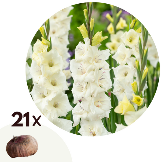 Florastore Gladioluslökar - Set Om 21 - Gladiolus 'Glamini Amber' - Blomlökar - Vit