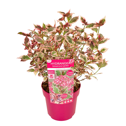 Florastore Hortensia - Hydrangea Serrata 'Euphorbia Pink' - Höjd 40-50Cm - ⌀19Cm