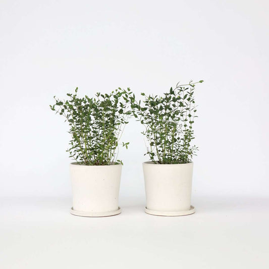 Florastore Eukalyptus - Set Om 2 - Eucalyptus Parvifolia 'Oliva' - Höjd 40-50Cm - ⌀19Cm