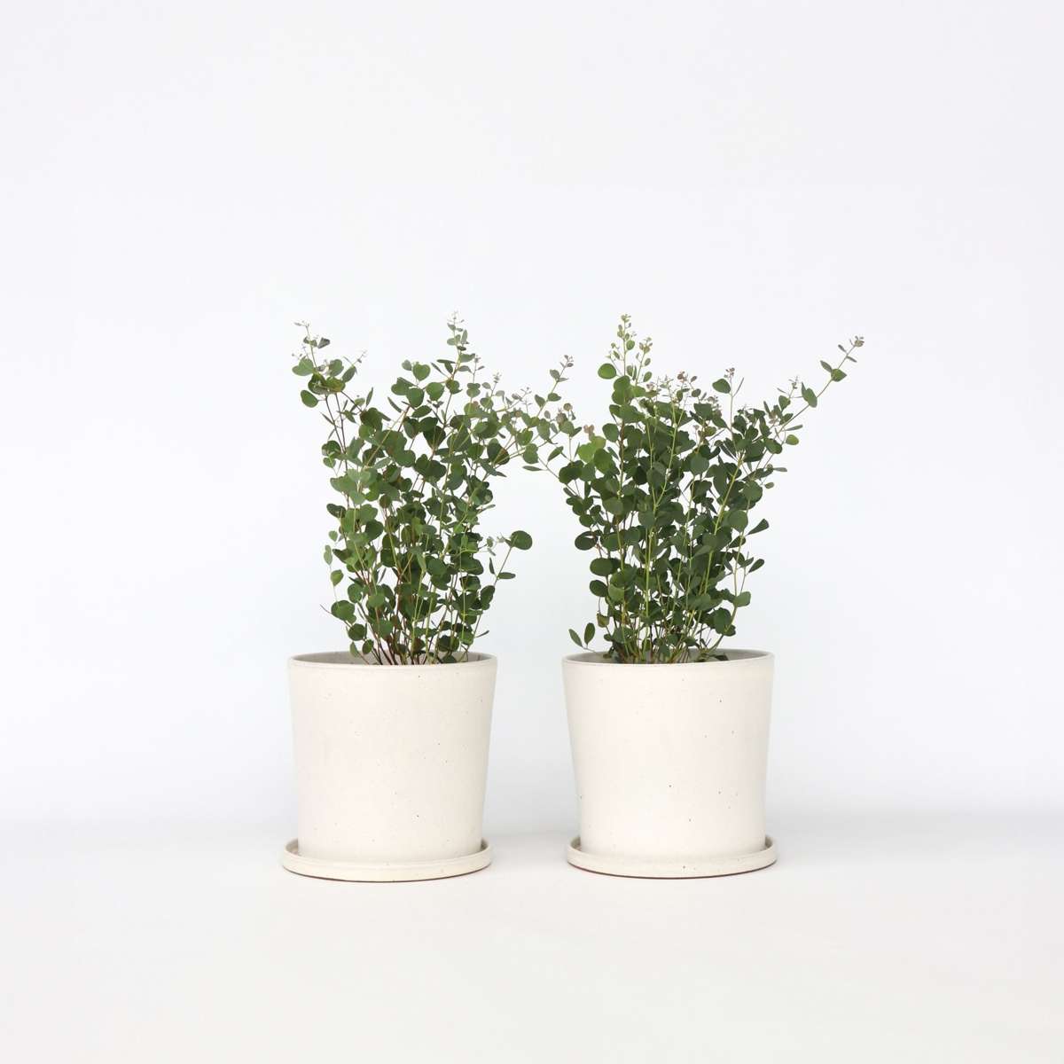 Florastore Eukalyptus - Set Om 2 - Eucalyptus Websteriana - Höjd 40-50Cm - ⌀15Cm
