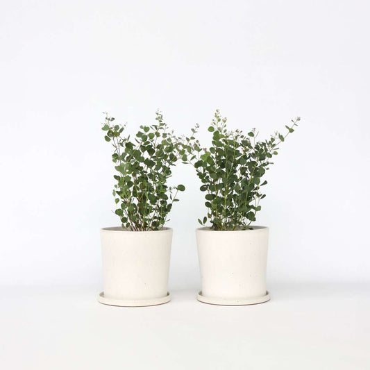 Florastore Eukalyptus - Set Om 2 - Eucalyptus Websteriana - Höjd 40-50Cm - ⌀15Cm