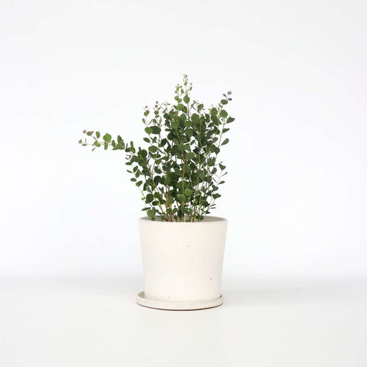 Florastore Eukalyptus - Eucalyptus Websteriana 'Botanic Hearts' - Höjd 40-50Cm - ⌀15Cm