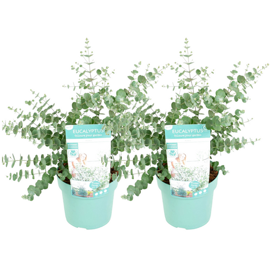 Florastore Eukalyptus - Set Om 2 - Eucalyptus 'Baby Blue' - Höjd 40-50Cm - ⌀19Cm