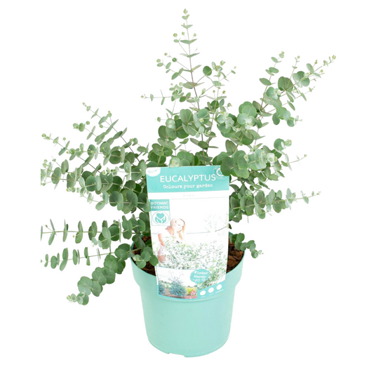 Florastore Eukalyptus - Eucalyptus Pulverulenta 'Baby Blue' - Höjd 40-50Cm - ⌀19Cm