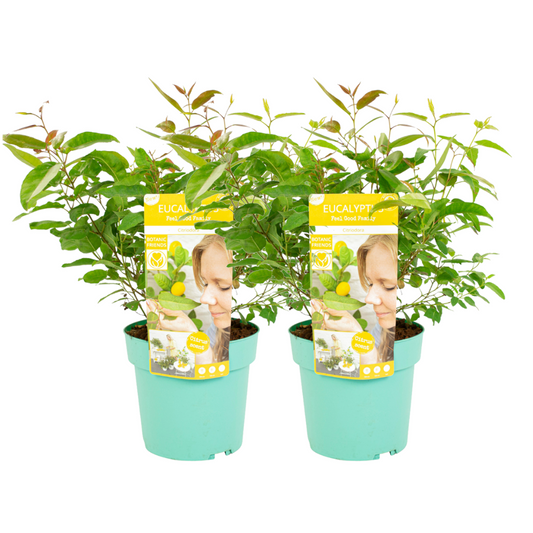 Florastore Eukalyptus - Set Om 2 - Eucalyptus 'Citriodora' - Höjd 40-50Cm - ⌀19Cm