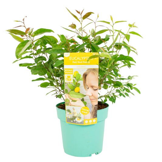 Florastore Eukalyptus - Eucalyptus 'Citriodora' - Höjd 40-50Cm - ⌀19Cm