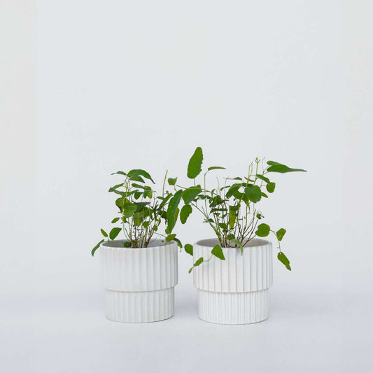 Florastore Eukalyptus - Set Om 2 - Eucalyptus 'Citriodora' - Höjd 35-45Cm - ⌀15Cm