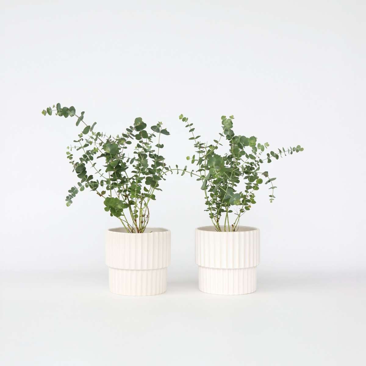 Florastore Eukalyptus - Set Om 2 - Eucalyptus 'Baby Blue' - Höjd 35-45Cm - ⌀15Cm