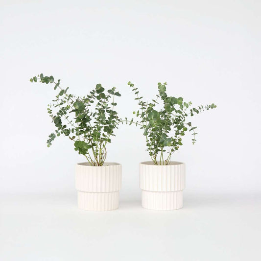 Florastore Eukalyptus - Set Om 2 - Eucalyptus 'Baby Blue' - Höjd 35-45Cm - ⌀15Cm