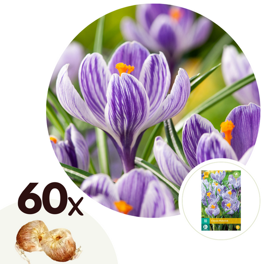Crocus Krokuslökor - Set Om 60 - Crocus 'Pickwick' - Blomlökar - Purpur